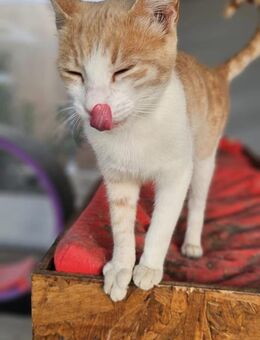 Allie 🐱 verlassene Schmusebacke - Kirchheim (München)