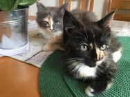 Main coon mix Kitten - Hückeswagen (Schloss-Stadt)