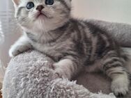 Reinrassige BKH kitten - Pleinfeld