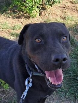 Wer gibt Merlin wieder Hoffnung? - Schnarup-Thumby