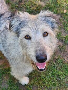 Toshi zarte Powermaus Tierschutz - Celle
