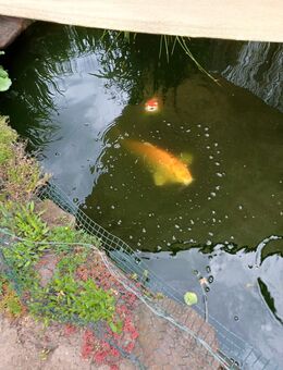 Koi-Fans - Herzberg (Elster)