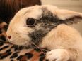 Kaninchenweibchen zu verkaufen in 20249