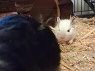 4 Degus suchen ein neues Zuhause - Langerwehe