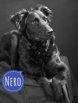 Nero ein Traumhund mit Traumwesen - Flörsheim-Dalsheim