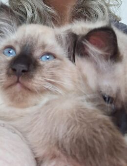 Reinrassige Neva Masquarade Kitten Katzen Kater - Wuppertal