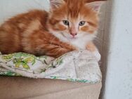 Zwei Maine Coon Kitten suchen noch... - Lommatzsch