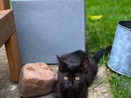 Katzen Kitten - Neustadt (Rübenberge)