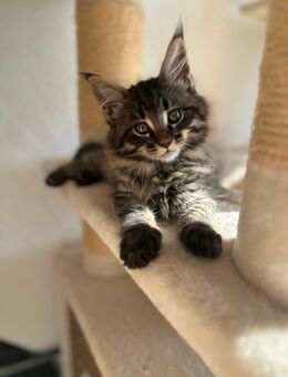 Maine Coon Kitten - Weyhe