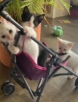Thai-Mix Kitten (3 Kater) - Chemnitz