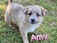 Süsse kleine Amy möcte geliebt werden - Mannheim