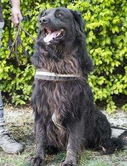 Dönci ein liebenswerter Bär - Puchheim