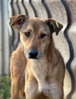 wundervolle, sanfte Janika - Kallmünz