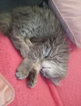 Katze BLH Lola - Herne Mitte