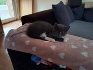 Baby katzen - Lübtheen Zentrum