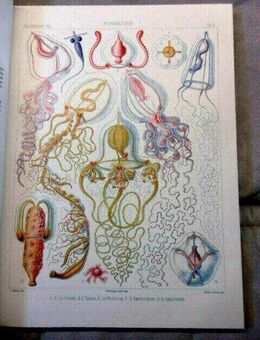 Haeckel System der Medusen Text & Atlas *NEU Reprint der Ausgabe von 1879 / 1986 - Radolfzell (Bodensee) Zentrum
