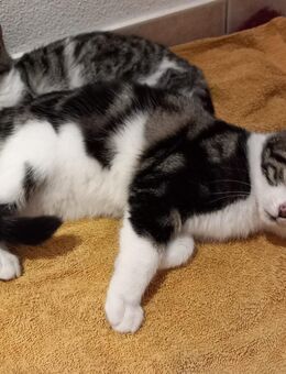 Kätzchen abzugeben - Warngau