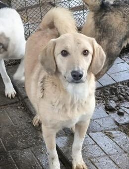 SANDRO ~ ein flauschiges Goldstück - Duisburg