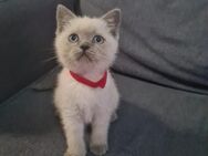 BKH Kitten Abgabereit/Reinrassig - Gimbsheim