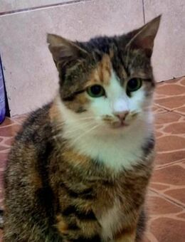 Helena 💗 liebe Schmusekatze sucht dich - Hamburg