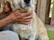 Cookie sucht seine Menschen - Koblenz