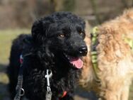 Kroatischer Schäferhundmix Dipsi - Ellerbek