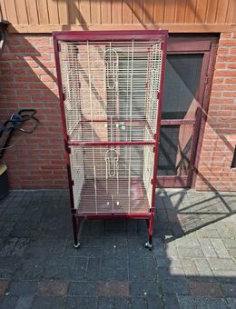 Vogel Fujiere - Duisburg