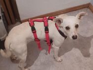 Camilla, a.d.Tierschutz, sucht liebes Happy-Home - Boxberg (Oberlausitz)