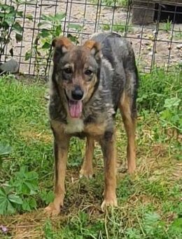 Kiara 50 cm - Alpenrod