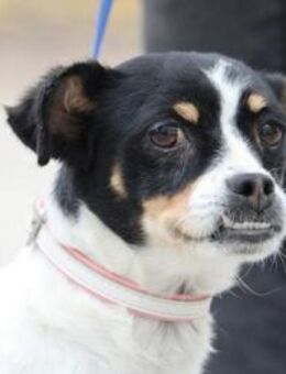 Mel ist so ein süßer Sonnenschein! - Karben