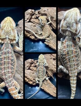 sehr schicke Red Blue Bartagamen Babys (pogona vitticeps) - Hamburg Wandsbek