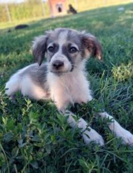 Welpendame Cori - Rambin