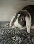 Zwergwidder Kastrat in liebevolle Hände abzugeben in 10115