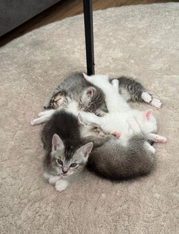 🐾 Wunderschöne Silver Tabby Kitten suchen liebevolles Zuhause 🐾 - Steinheim