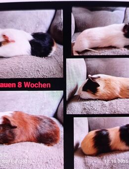 Meerschweinchen sauen - Zarrentin (Schaalsee)