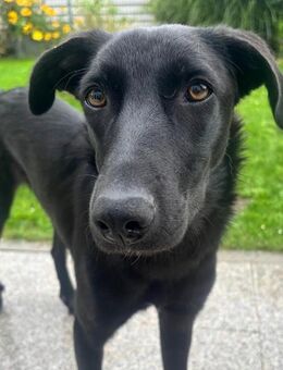 Elektra: Sanftmütige Junghündin sucht ihr Zuhause - Niederaichbach