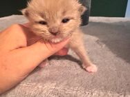 Wunderschöne reinrassige Ragdoll Kitten in Mink - Altomünster