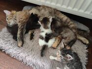 Langhaarmix-Kitten freuen sich auf ein neues Zuhause - Zehdenick