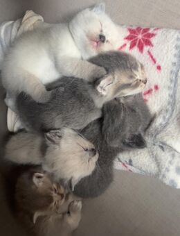 5 BKH Baby Katzen kitten - Rheine Zentrum
