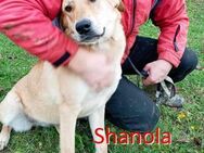 SHANOLA ❤ EILIG! sucht Zuhause/PS - Langenhagen