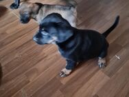 Labrador Mix Welpen abzugeben - Hillesheim (Landkreis Mainz-Bingen)