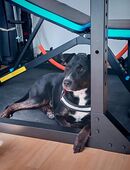 Süße liebe Hündin sucht dringend ein neues zu Hause in 55116