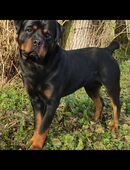 Rottweiler Deckrüde in 74564