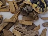 Schildkröte zum Verkaufen - Wuppertal