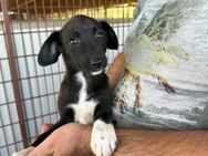 Aiden wünscht sich eine Familie - Bissingen