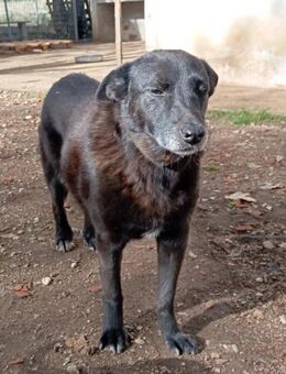 Oscar möchte ankommen - Hückelhoven