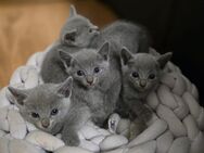 Reinrassige Russisch Blau Kater - Schwegenheim