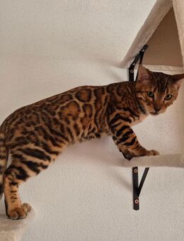 Wunderschöner Bengal Kater 6 monate alt - Straubing
