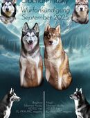 Siberian Husky - Wurfplanung in 8514