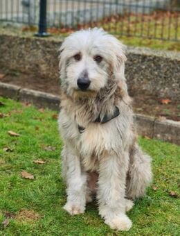 Even - sanfter Wuschel-Riese - Löwenberger Land